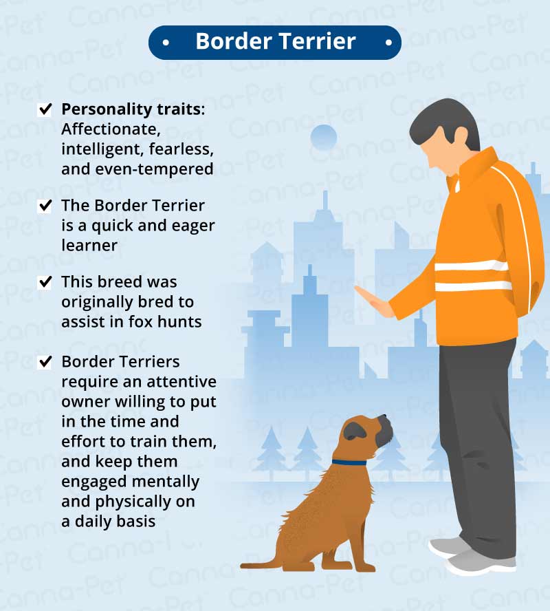 border terriers 