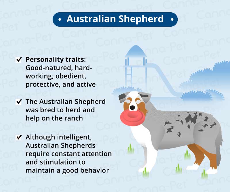Australian shepherd 