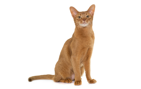 Abyssinian cat