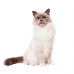 birman cat