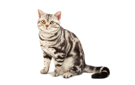 American Shorthair Guide - Personality & Health | Canna-Pet®