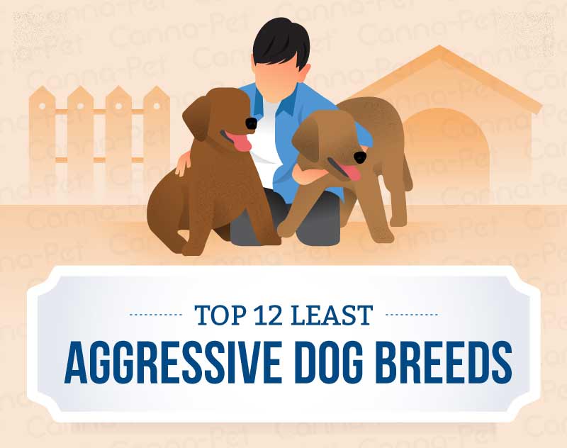 top 12 least aggressive dog breeds