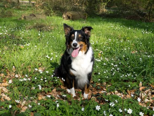 are australian shepherds good for families_canna-pet