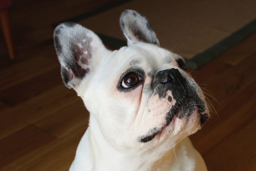 Are French Bulldogs Hypoallergenic? CannaPet®