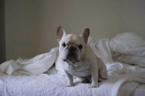 are frenchies hypoallergenic_canna-pet