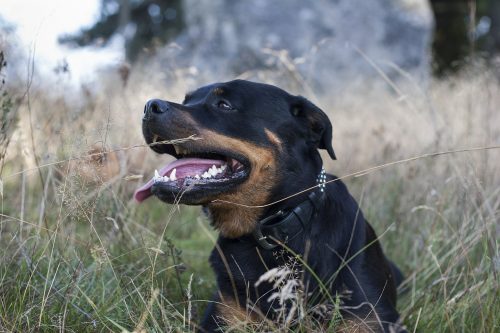 are rottweilers good family dogs_canna-pet