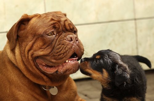 are rottweilers good with other dogs_canna-pet