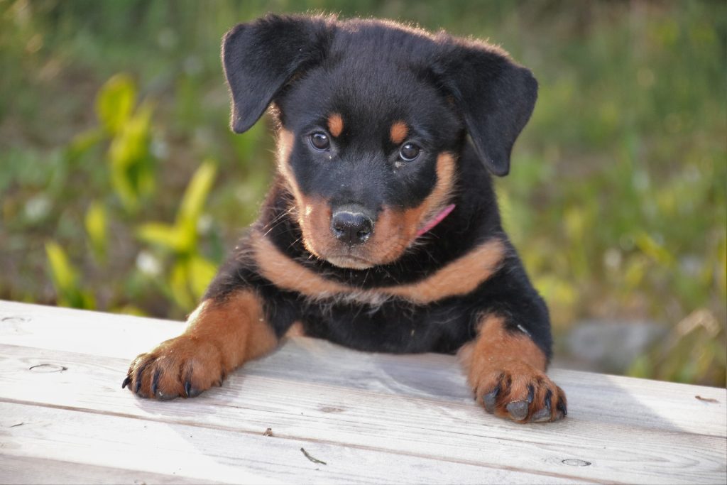 are rottweilers hypoallergenic_canna-pet