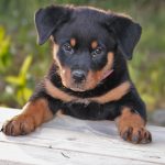 are rottweilers hypoallergenic_canna-pet