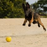 athletic dog breeds_canna-pet