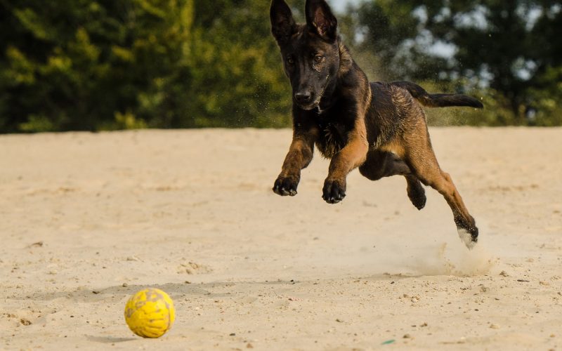 athletic dog breeds_canna-pet