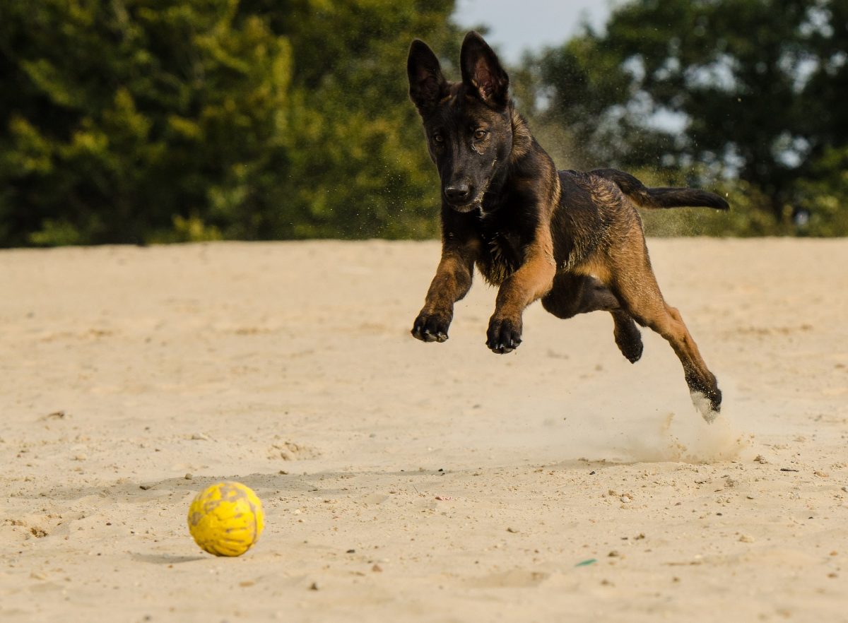 What Are the Most Athletic Dog Breeds 
