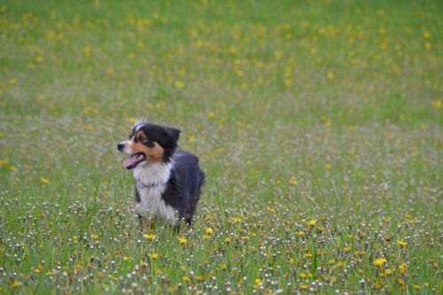 australian shepherd temperament_canna-pet