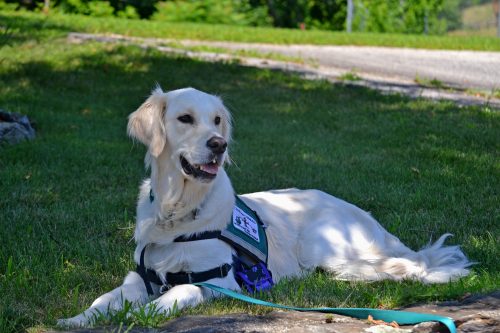 best dog breed for service animal_canna-pet