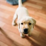 best dog breeds for apartments_canna-pet