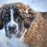 best dog breeds for cold weather_canna-pet