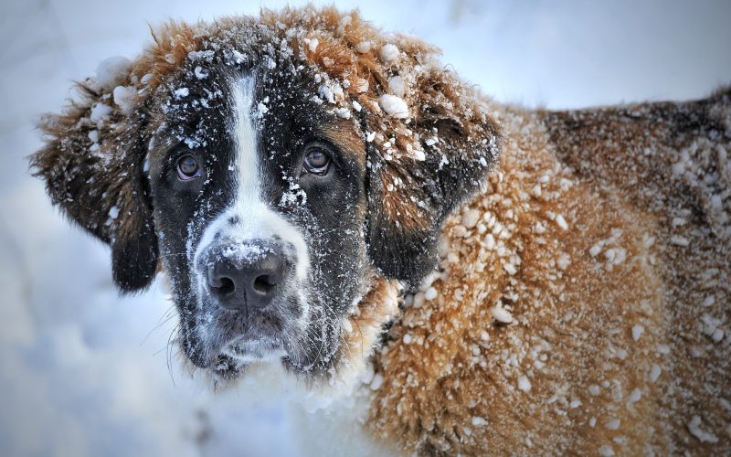 best dog breeds for cold weather_canna-pet