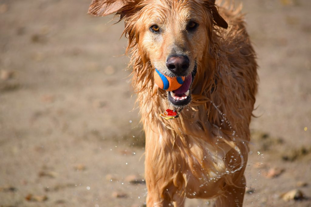 best dog breeds for hot weather_canna-pet