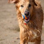 best dog breeds for hot weather_canna-pet