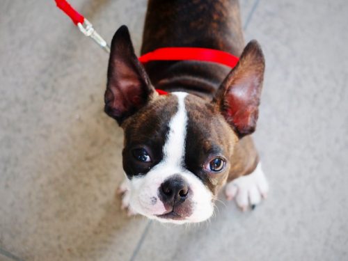 boston terrier energetic dog breed_canna-pet