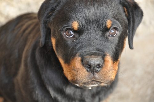 when do rottweiler puppies open their eyes