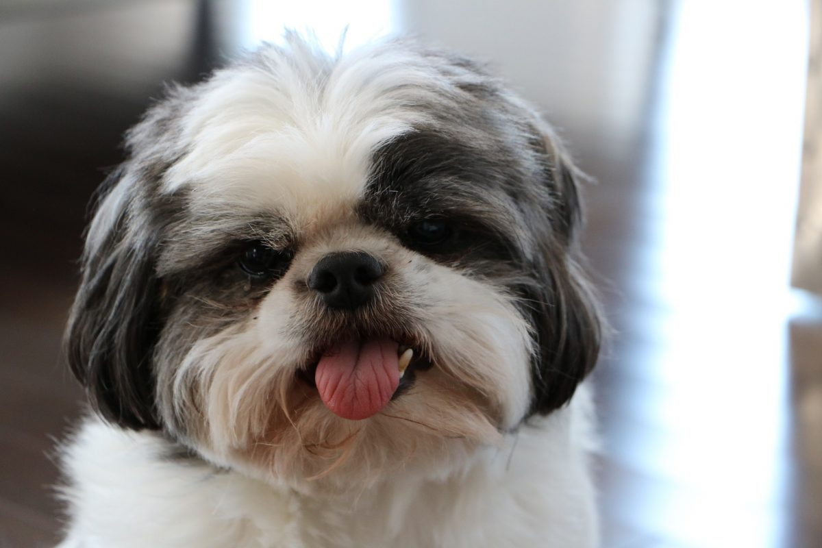 Shih Tzu Grooming Tips Styles Canna Pet 