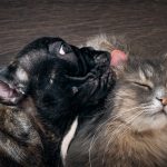 dog breeds that get along with cats_canna-pet