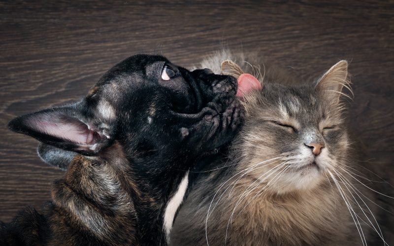 dog breeds that get along with cats_canna-pet