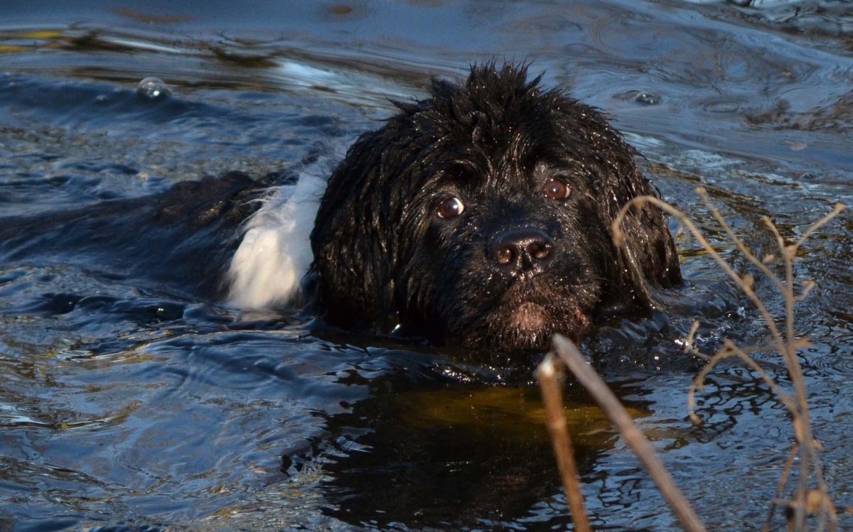 dog breeds that love the water_canna-pet