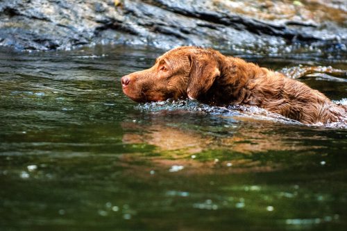 dog breeds that love to swim_canna-pet