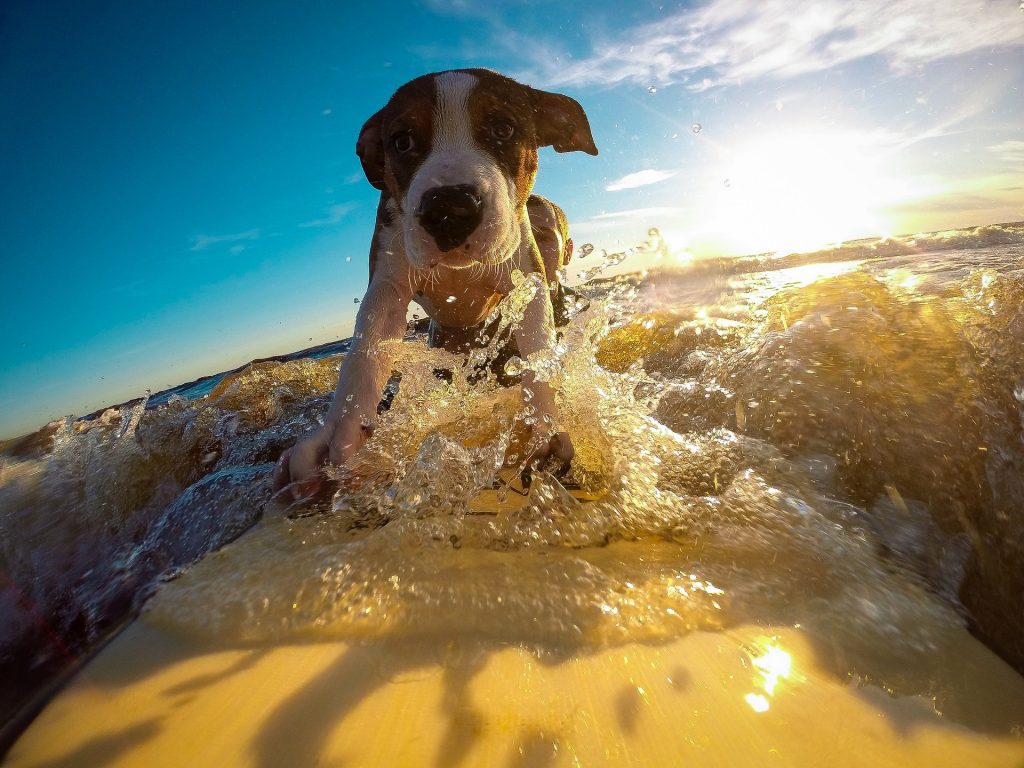 dog breeds that love water_canna-pet
