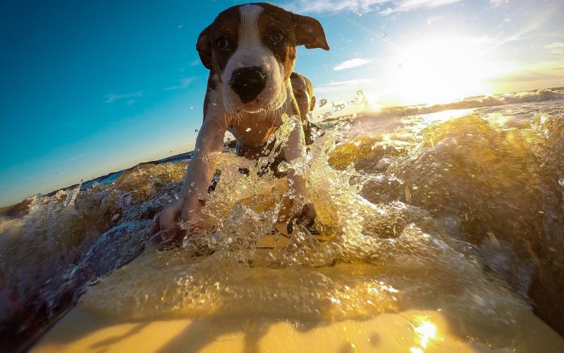 dog breeds that love water_canna-pet
