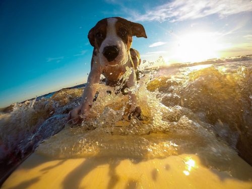 small dog breeds that love water