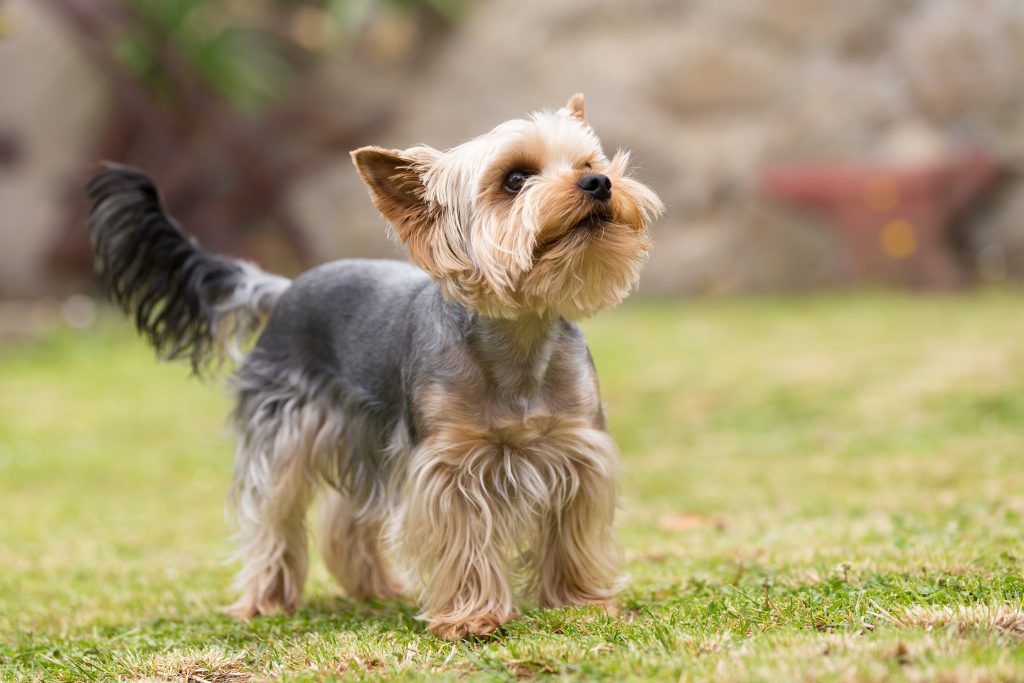 dog breeds that shed the least_canna-pet
