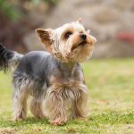 dog breeds that shed the least_canna-pet