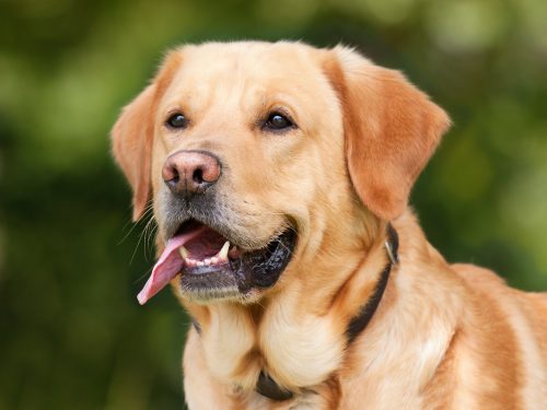 dog breeds with the most health issues_canna-pet