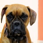 dog breeds with the most health problems_canna-pet