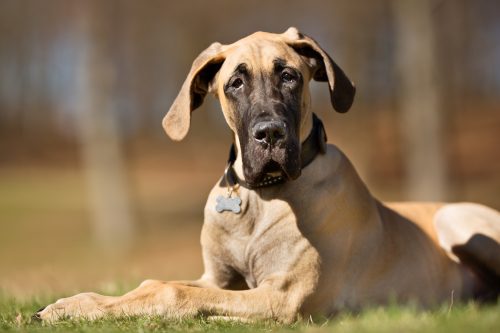 dog breeds with the shortest life spans_canna-pet