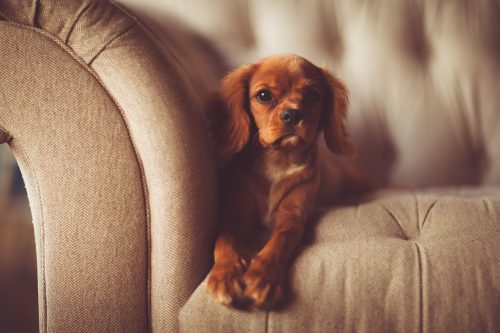 dogs that do well in apartments_canna-pet