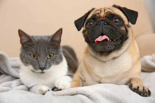dogs that get along with cats_canna-pet