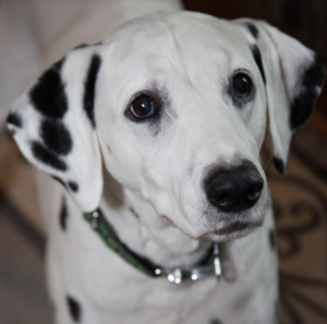 Dalmatian Guide - Breed Temperament & Health | Canna-Pet