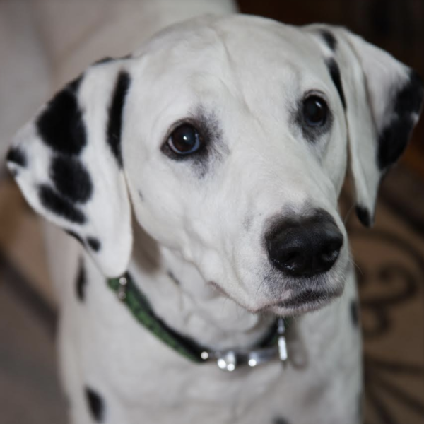 Dalmatian Guide - Breed Temperament & Health 