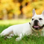 french bulldog health issues and problems_canna-pet