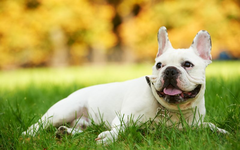 french bulldog health issues and problems_canna-pet