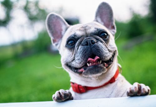 french bulldog health issues_Canna-pet