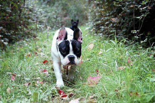 french bulldog health problems and issues_canna-pet