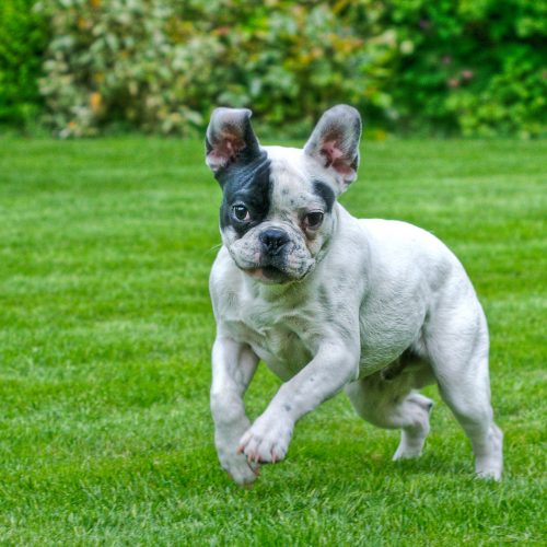 French Bulldog Temperament & Personality | Canna-Pet®