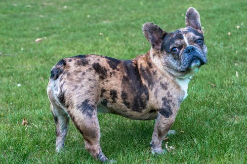 french bulldog temperament and personality_canna-pet