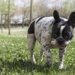 french bulldog temperament_canna-pet