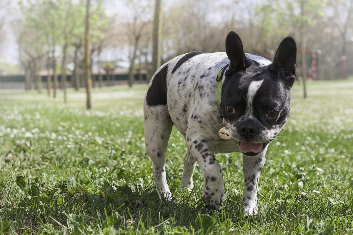 black and white french bulldog full grown